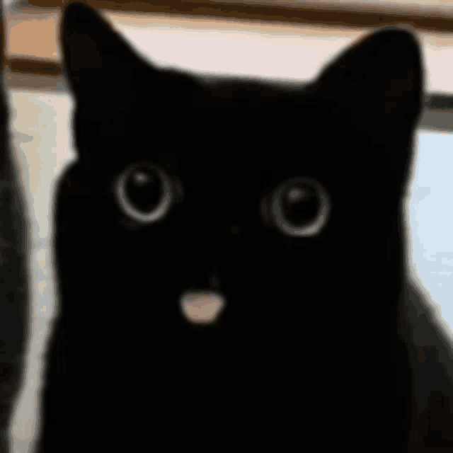 Blep, a derpy black cat with big eyes and a tiny tongue sticking out